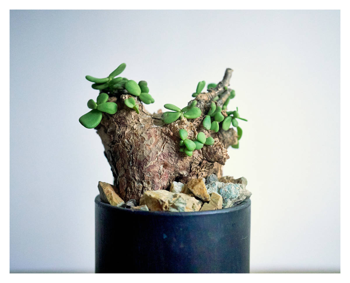 微発根】ケラリア ピグマエア 塊根植物 花、園芸 観葉植物 【公式通販】