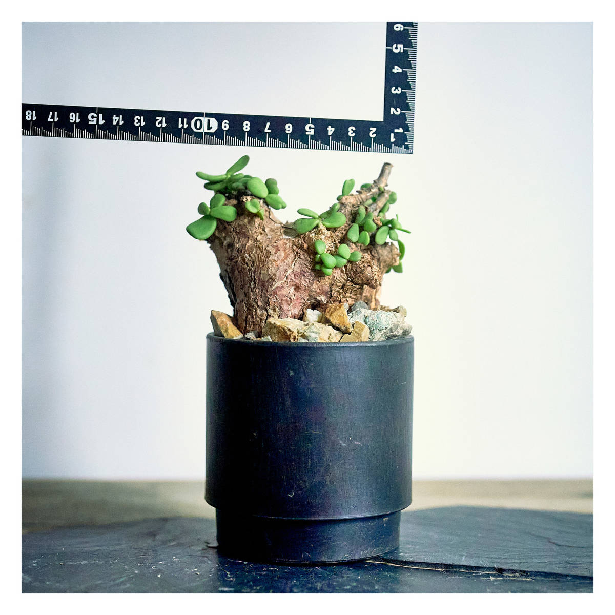 微発根】ケラリア ピグマエア 塊根植物 花、園芸 観葉植物 【公式通販】