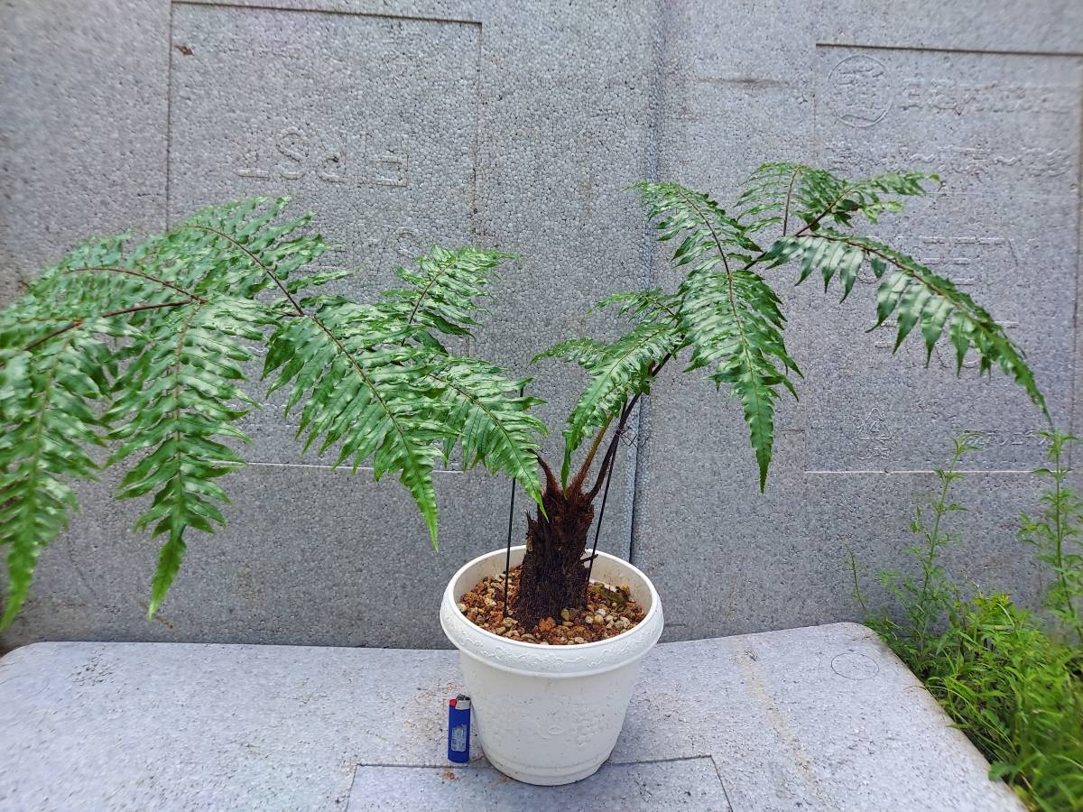 クロヘゴ(オニヘゴ) 希少！ クロヘゴ オニヘゴ 8号鉢 6 観葉植物 希少