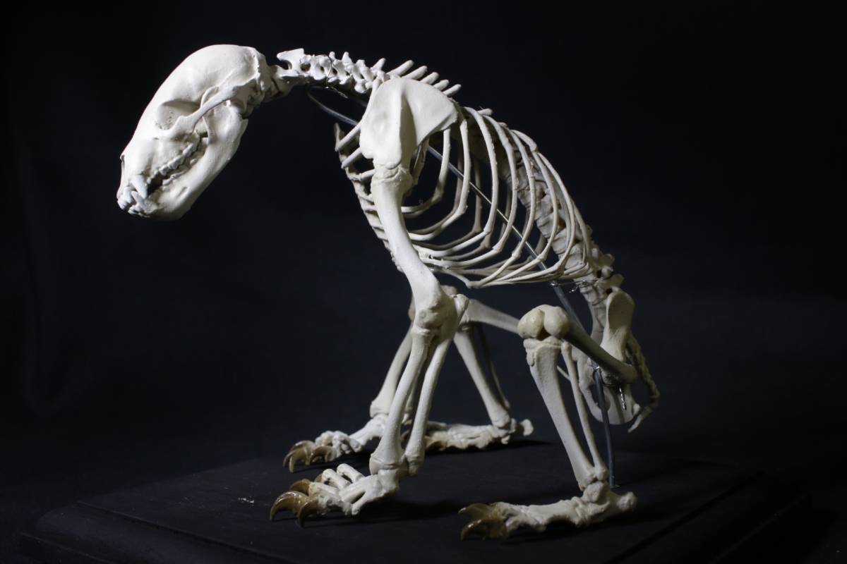 ツキノワグマ の全身骨格を3D化してレプリカを製作したので報告します