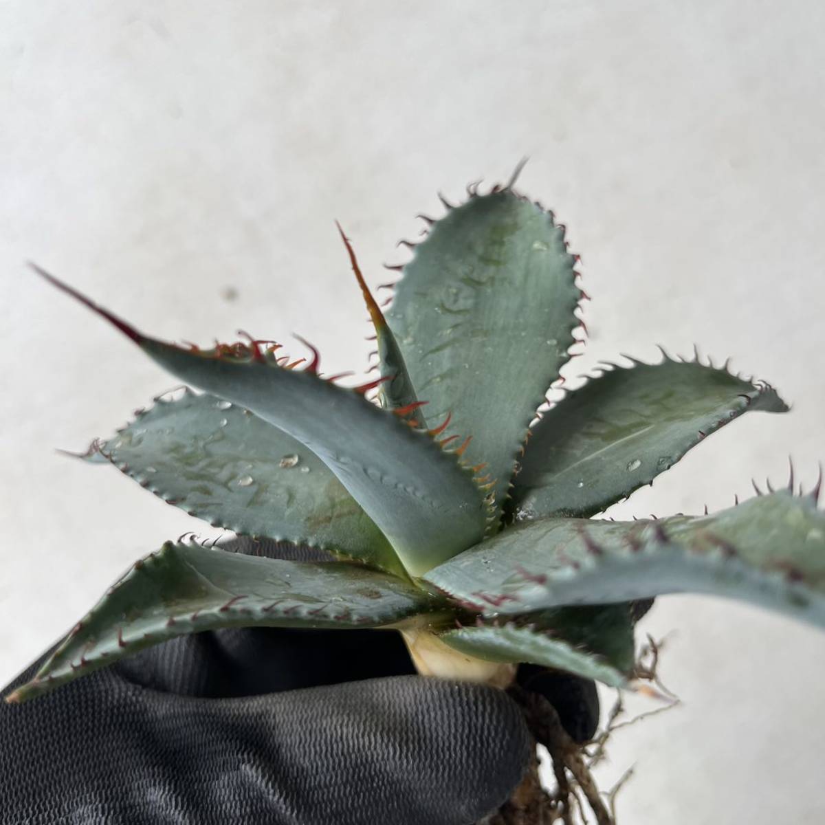 多肉植物 発根済み アガベ・フレキシスピナ（Agave flexispina
