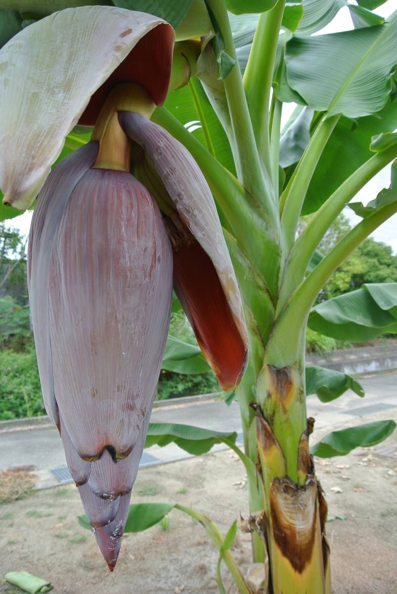 1苗 ドワーフナムワ バナナ苗(7) 大苗 総重量約6㎏ 地植え用