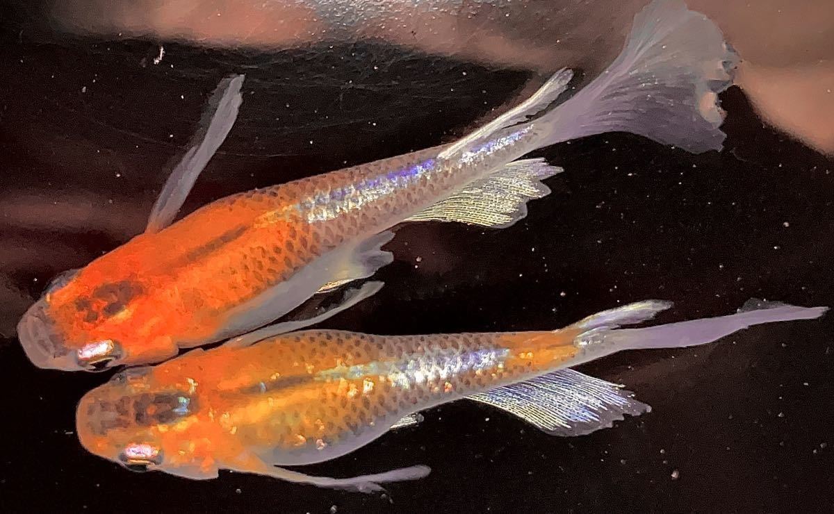 メダカ（寿）極上個体10匹プラスα…めだか