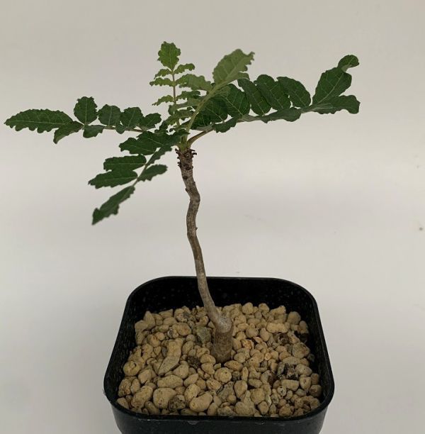 Boswellia sacra ボスウェリア サクラ 公式通販 ボスウェリア・サクラ