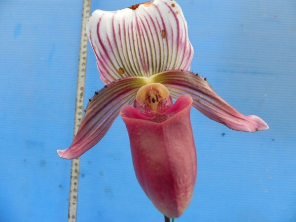 洋蘭 Paph.barbatum'Tukuba Surprise'SM/JOGA