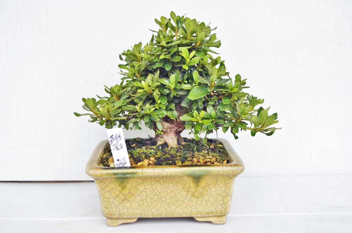 四季折々のさつき】 旧花の人気品種 「碧 空」 皐月盆栽 Yahoo