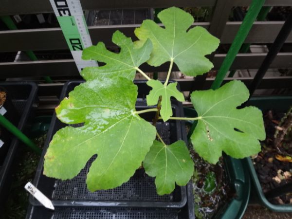 イチジク苗 shtawi 特別価格141 リサ苗イチジク[果樹苗木・無花果