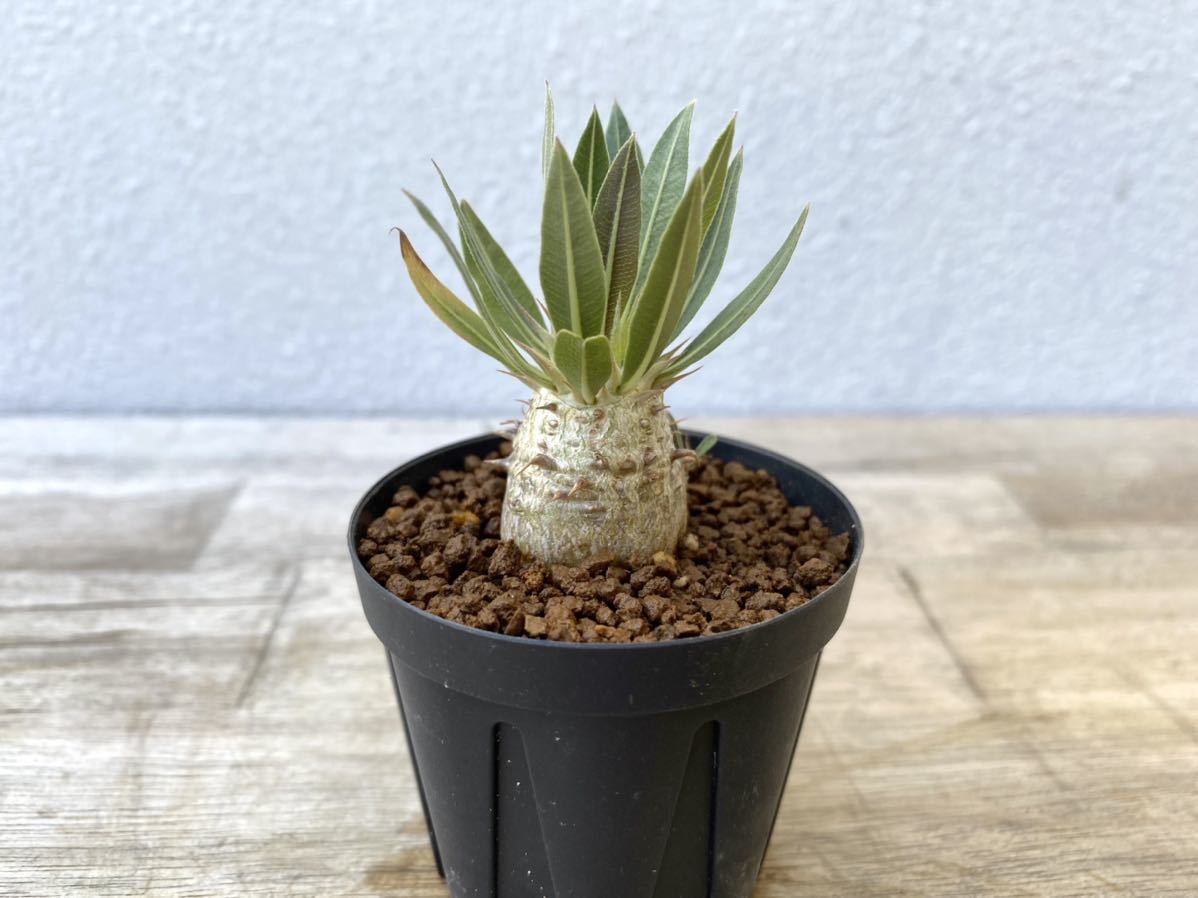 魔界玉】パキポディウム マカイエンセ2【コーデックス】 No.2