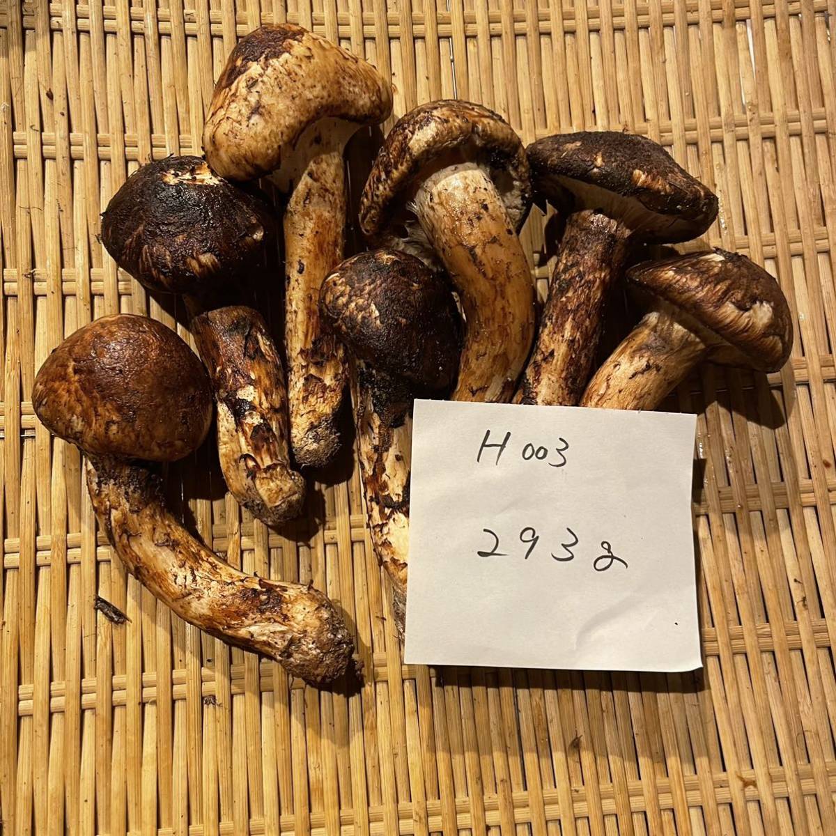 国産松茸 293g 北海道産