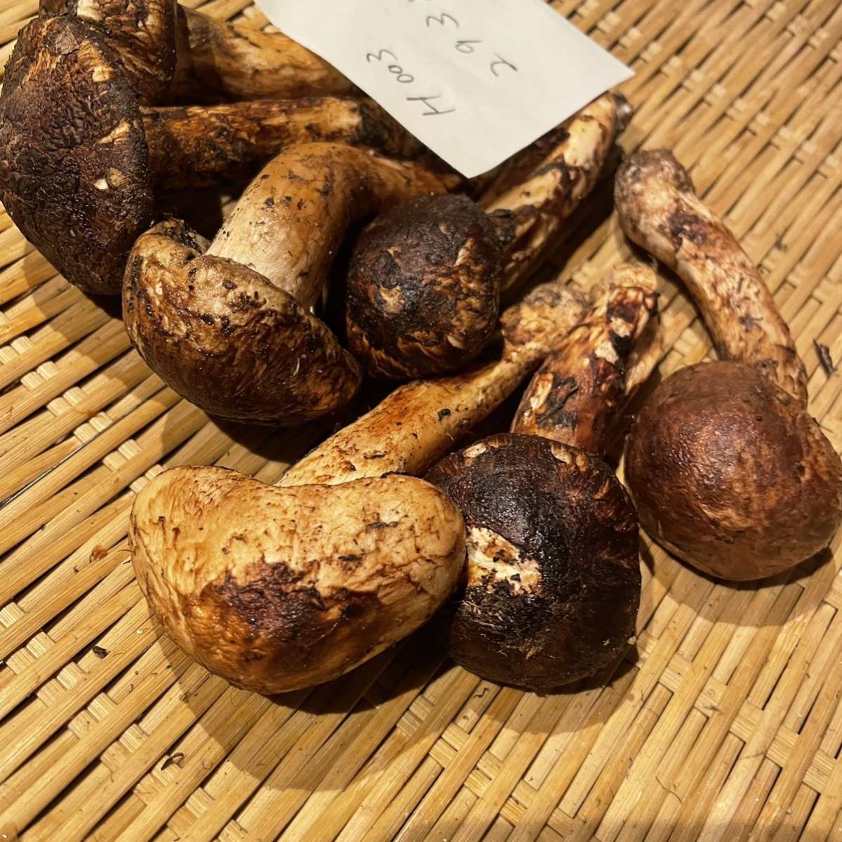 国産松茸 293g 北海道産