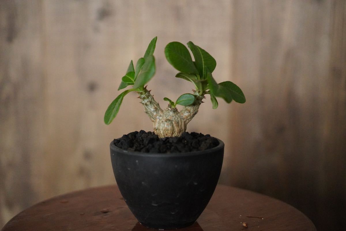 102-89 強剪定□パキポディウムウィンゾリー□Pachypodium windsorii 