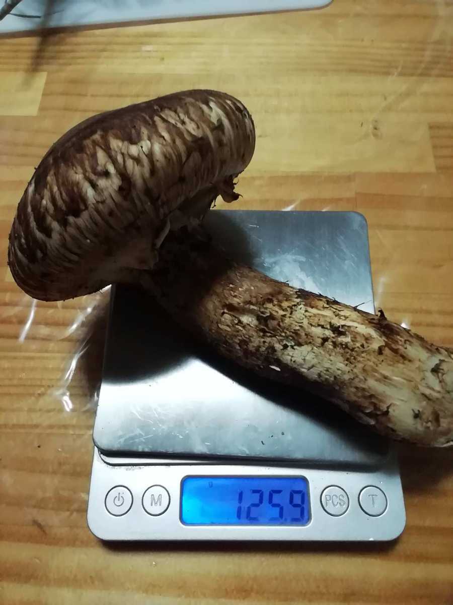 北海道産！松茸！！11日朝採れたて 北海道 松茸 まつたけ 10日朝採り ⑤ 2本約220グラム 松茸 まつたけ 2本