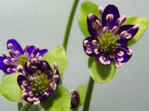 《山野草》雪割草 青軸段咲親 【濃紫標準花】1芽