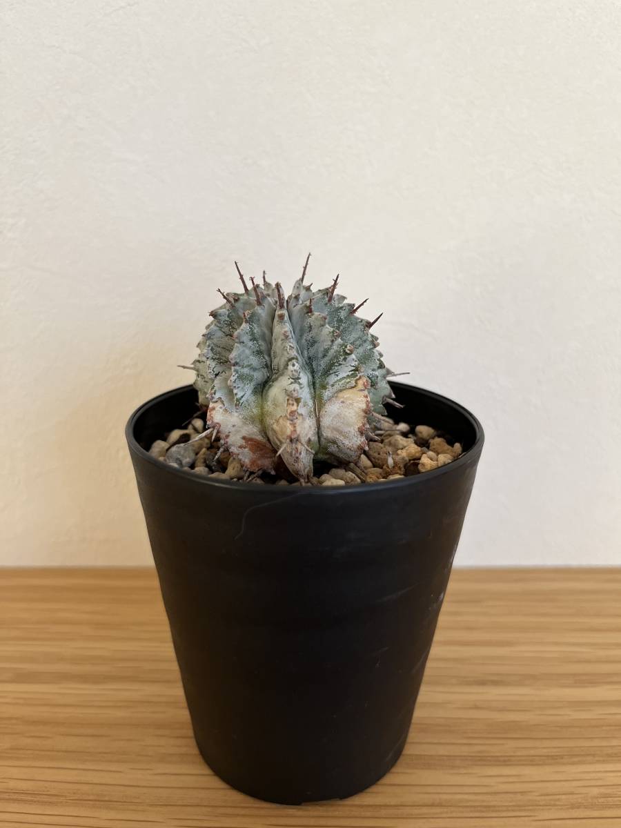 ☆激白☆白衣ホリダ　アルバ　ホリダ　幅8.4cm ゼブラホリダ　オベサ ユーフォルビア ホリダ | Yahoo!オークション - horrida ゲンコツ 子株