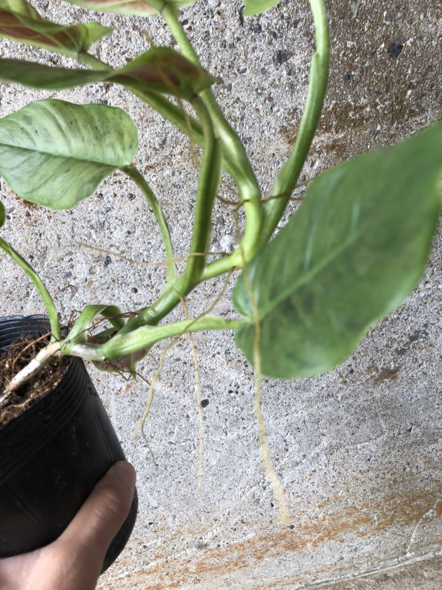 Philodendron cruentum  variegated()Yahoo!(!)  -  aucfan.com