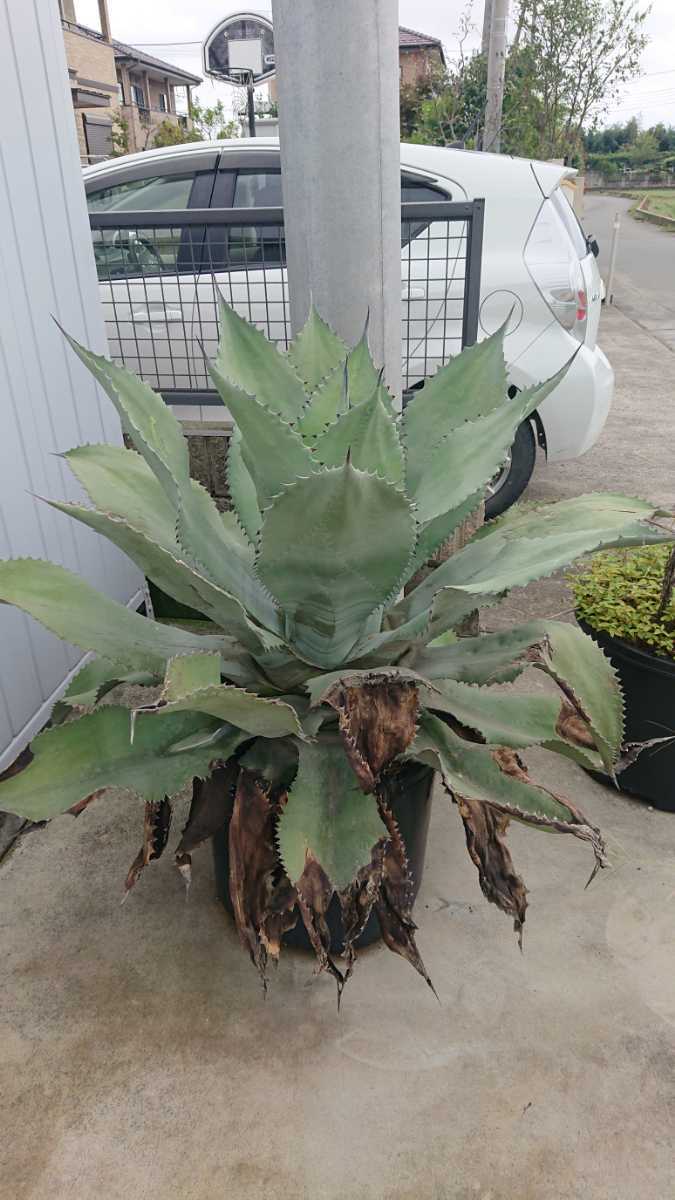 アガベ サルミアナ ミスターリップル 《大株》(アガベ)｜売買された  