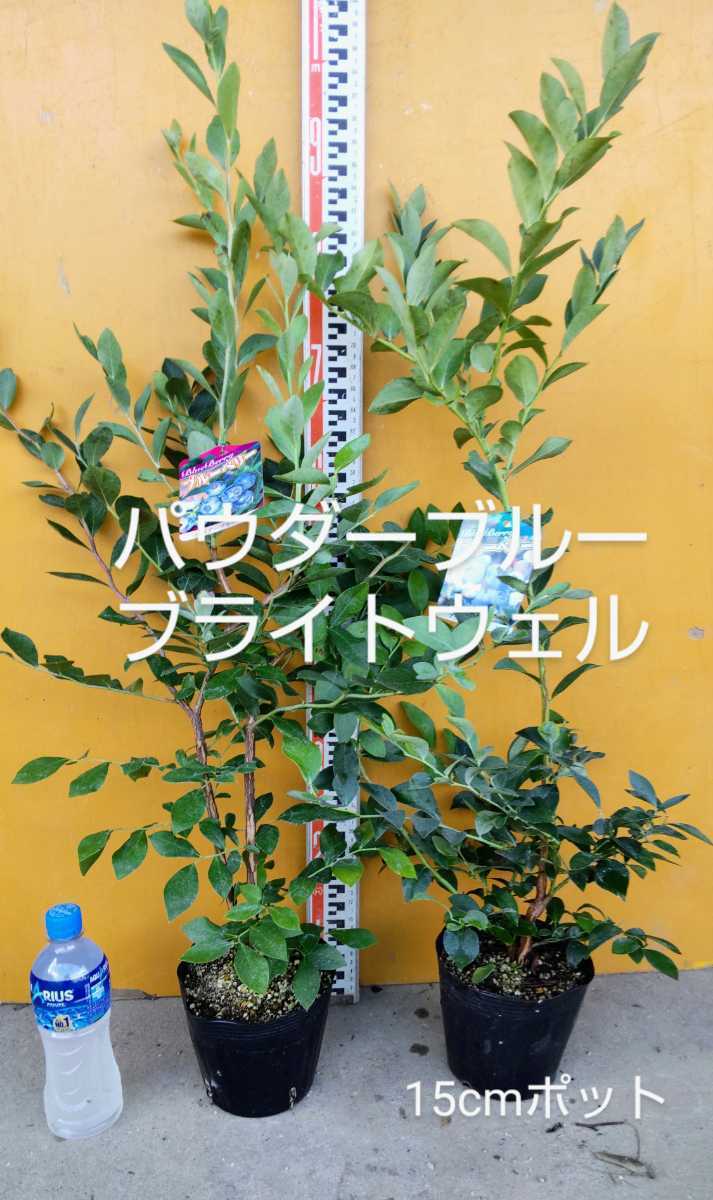 10月29日終了 寒蘭、春蘭、日向寒蘭「一酔」中木4条 №123