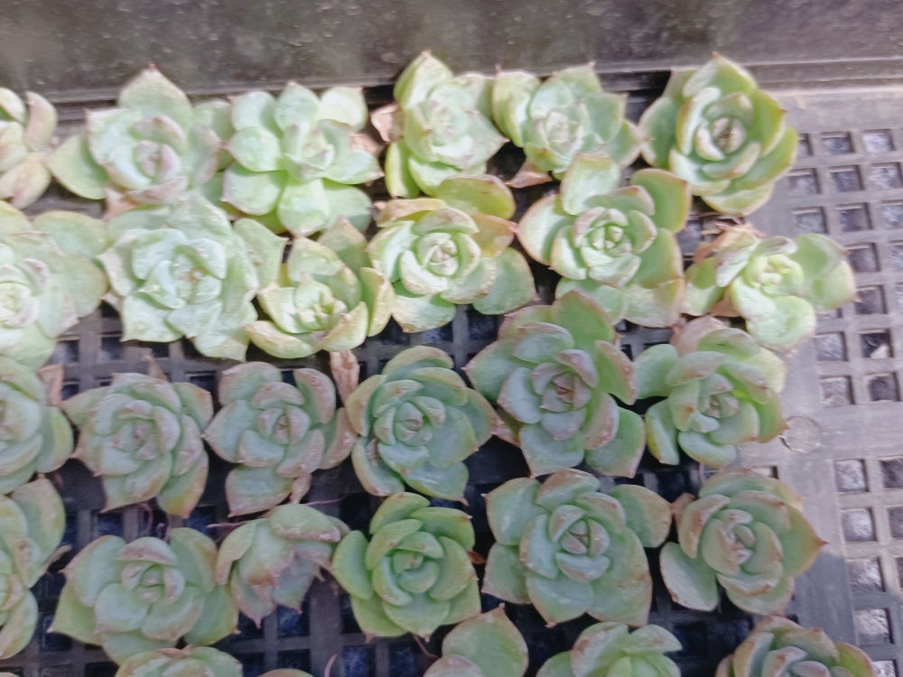 0927-X096ピンククリスタルローズ35 個 小さい苗＊大人気多肉植物