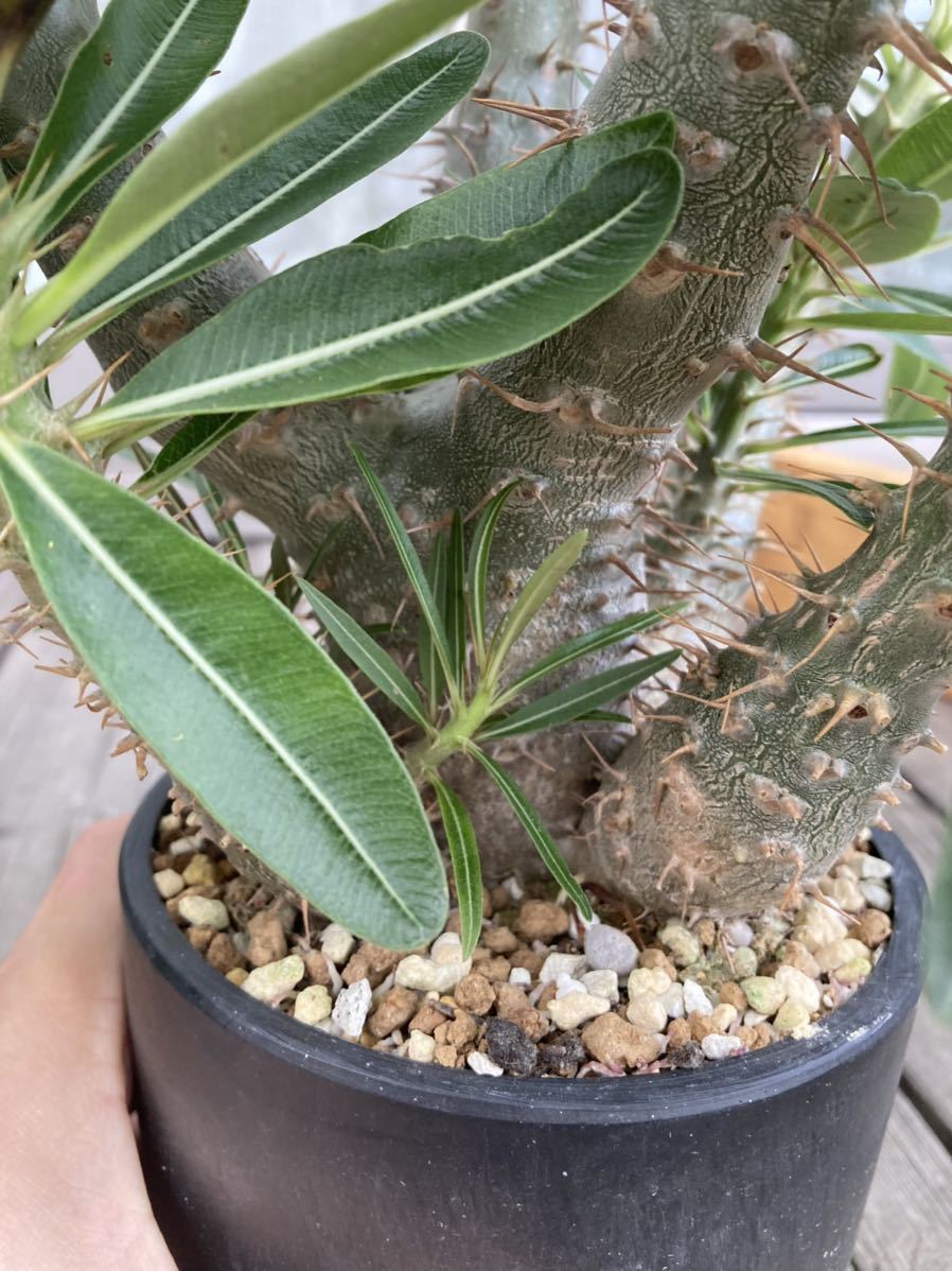 パキポディウム カクチペス 実生 大株 塊根植物 コーデックス 実生