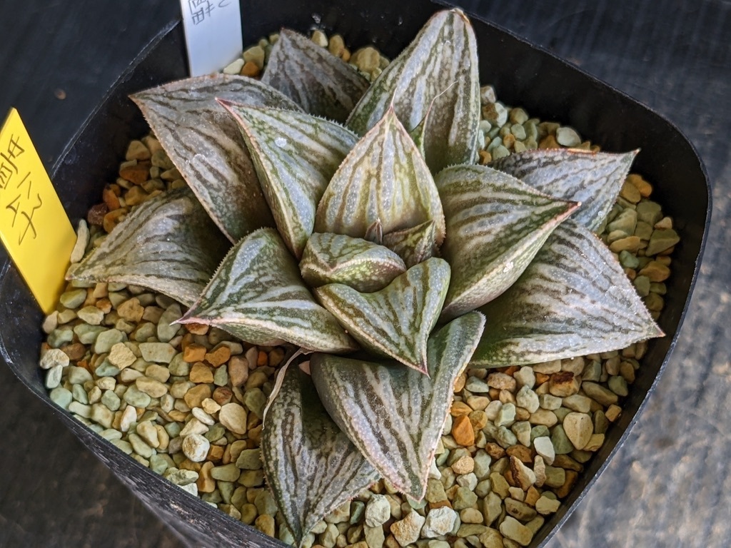 親木】 ハオルチア 貴公子 ［3号］ 花、園芸 観葉植物