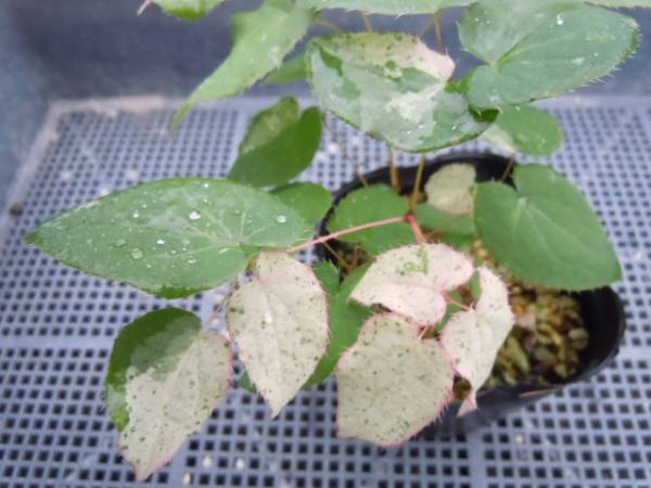 山野草　◆黄花イカリソウ　斑入り◆