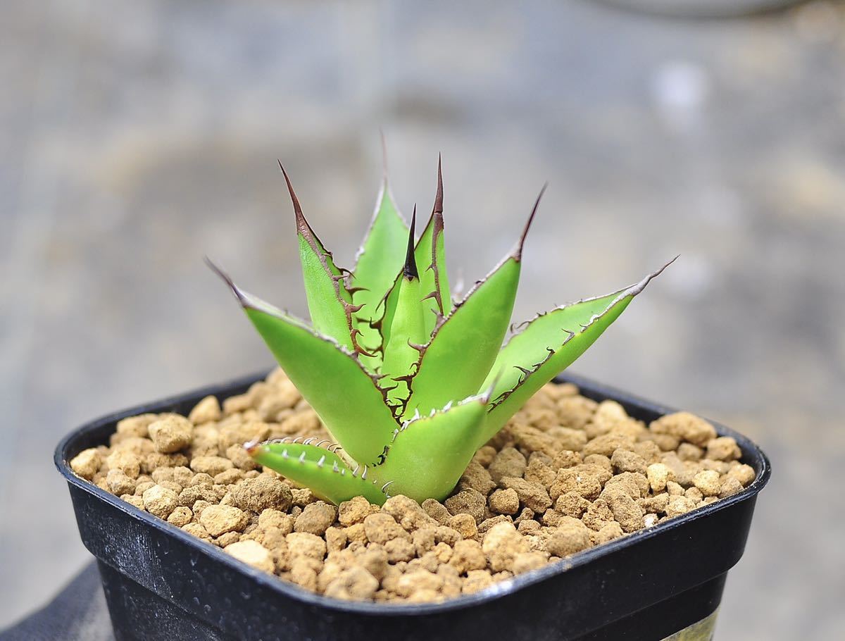 アガベ チタノタ ホリダ Agave : 選別実生株4本セット Horrida 