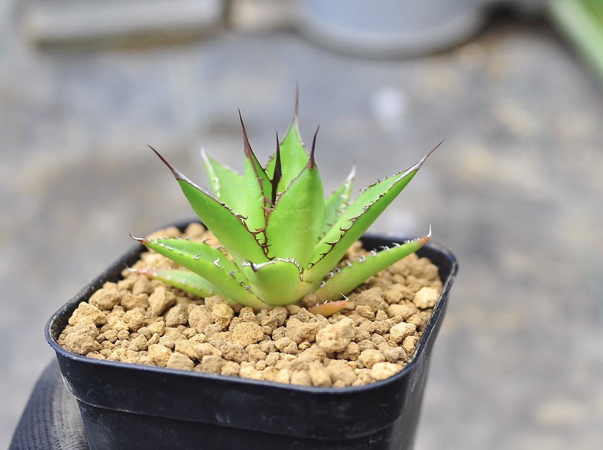 アガベ チタノタ ホリダ Agave : 選別実生株4本セット Horrida 