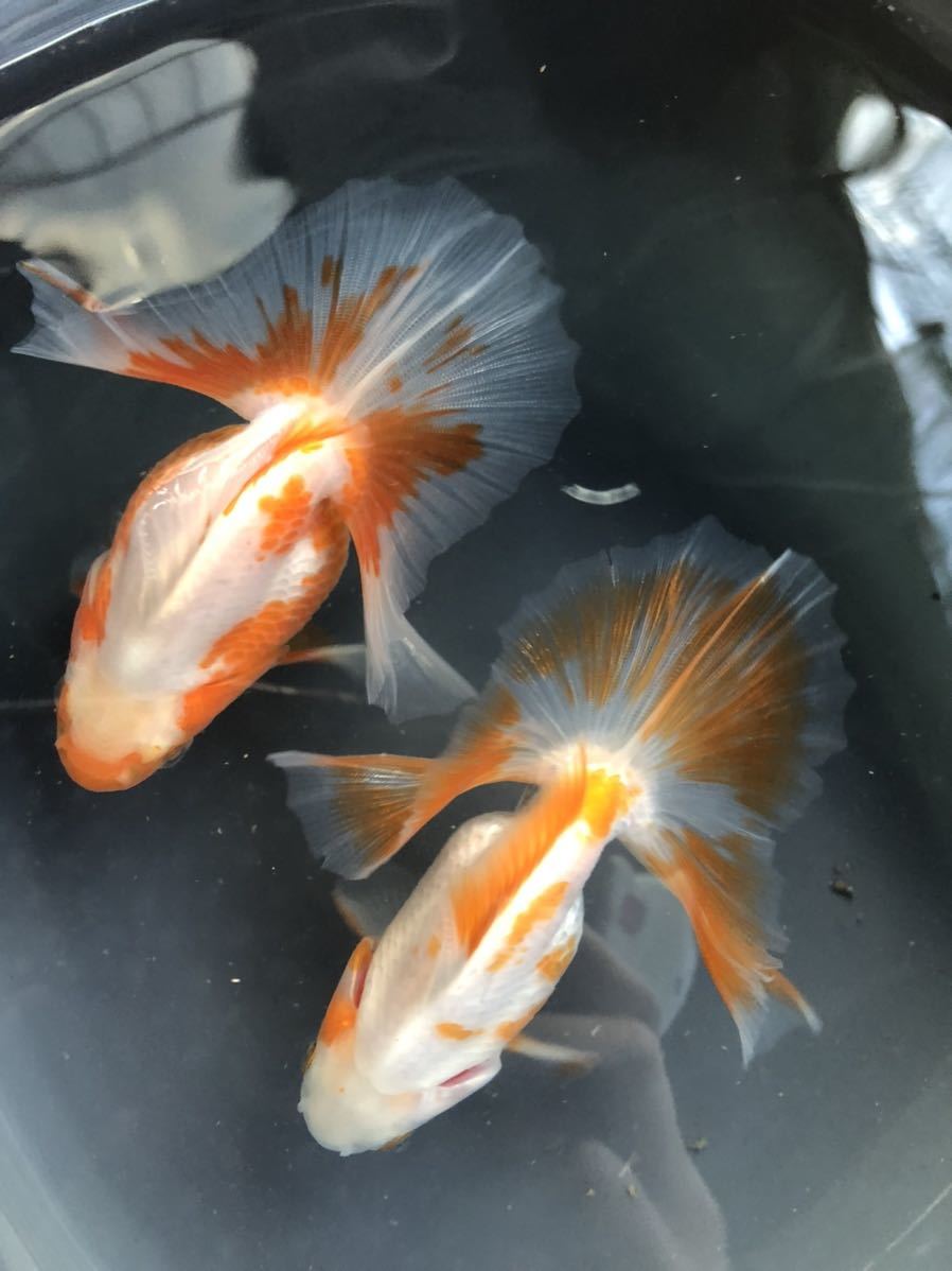 金魚 ☆土佐錦 土佐金 2歳魚 更紗 オスメス ペアセット☆(金魚)｜売買 