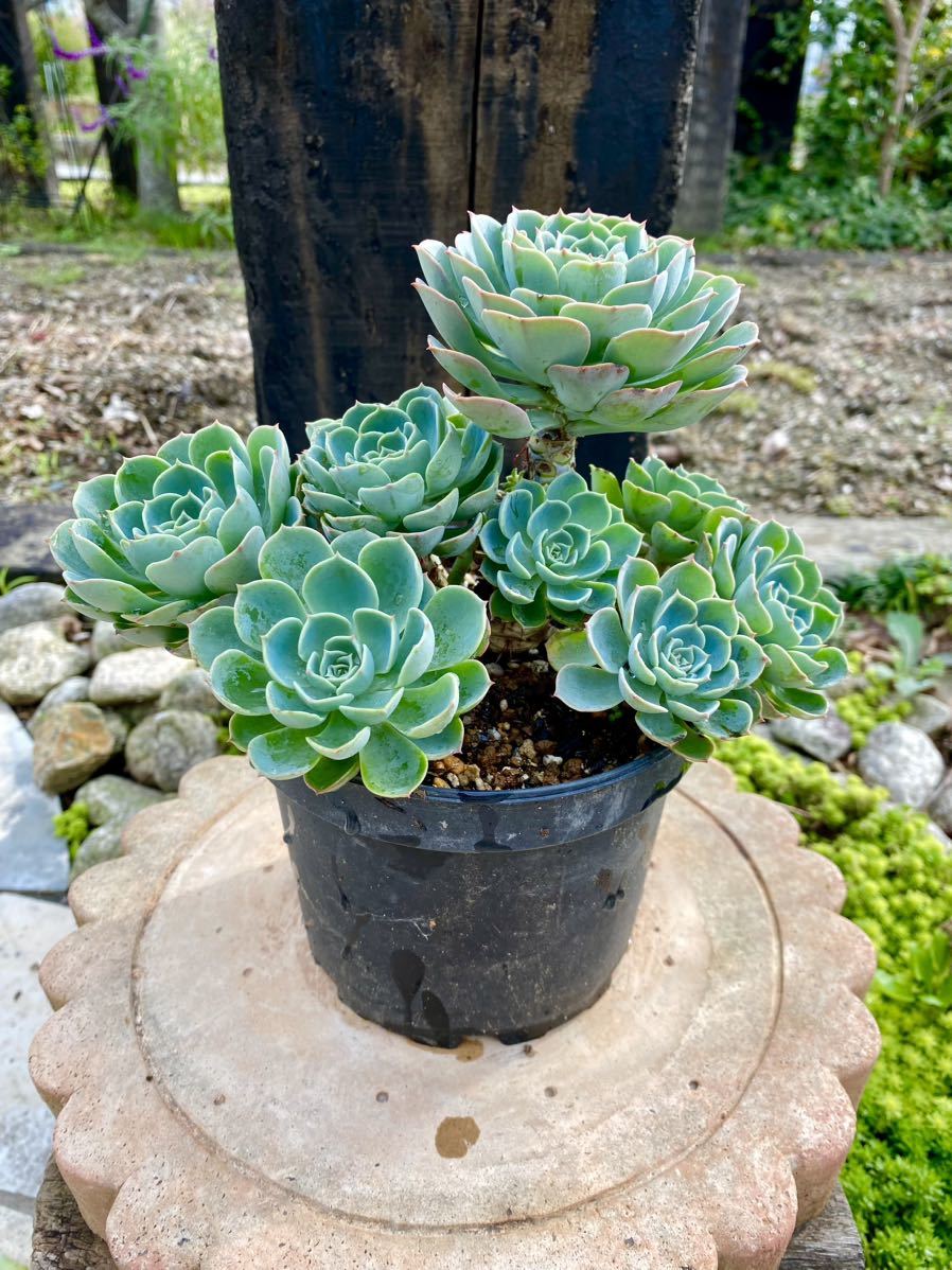 多肉植物 子株付き七福神鉢植え1 寄せ植えに。