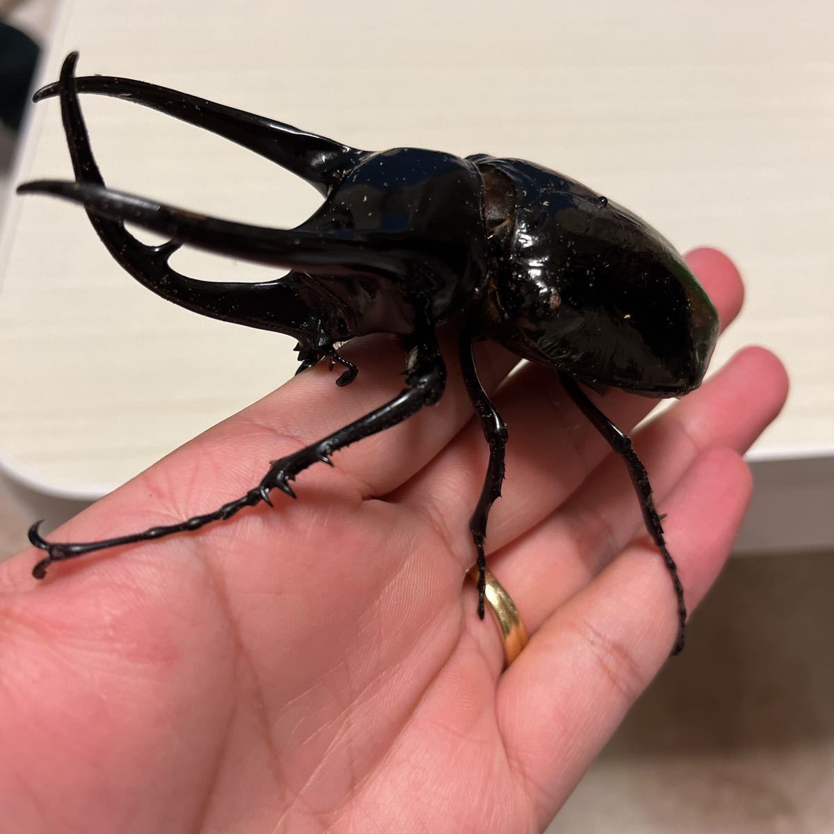 コーカサス最大亜種！スマトラコーカサスオオカブト オス104ミリ野外品