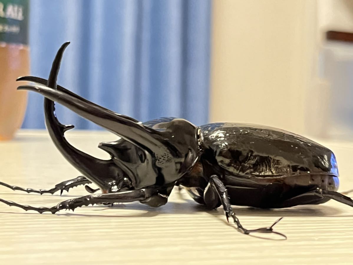 コーカサス最大亜種！スマトラコーカサスオオカブト オス104ミリ野外品