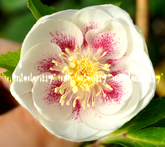 クリスマスローズ かぐや姫 【公式通販】