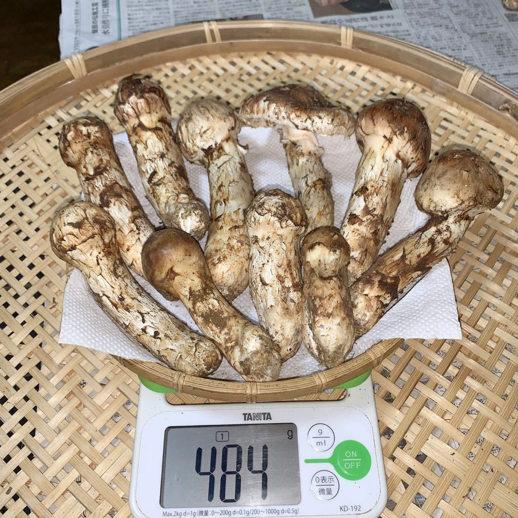 長野県信州産 国産松茸 約130g 食品 長野県信州産 国産松茸 約