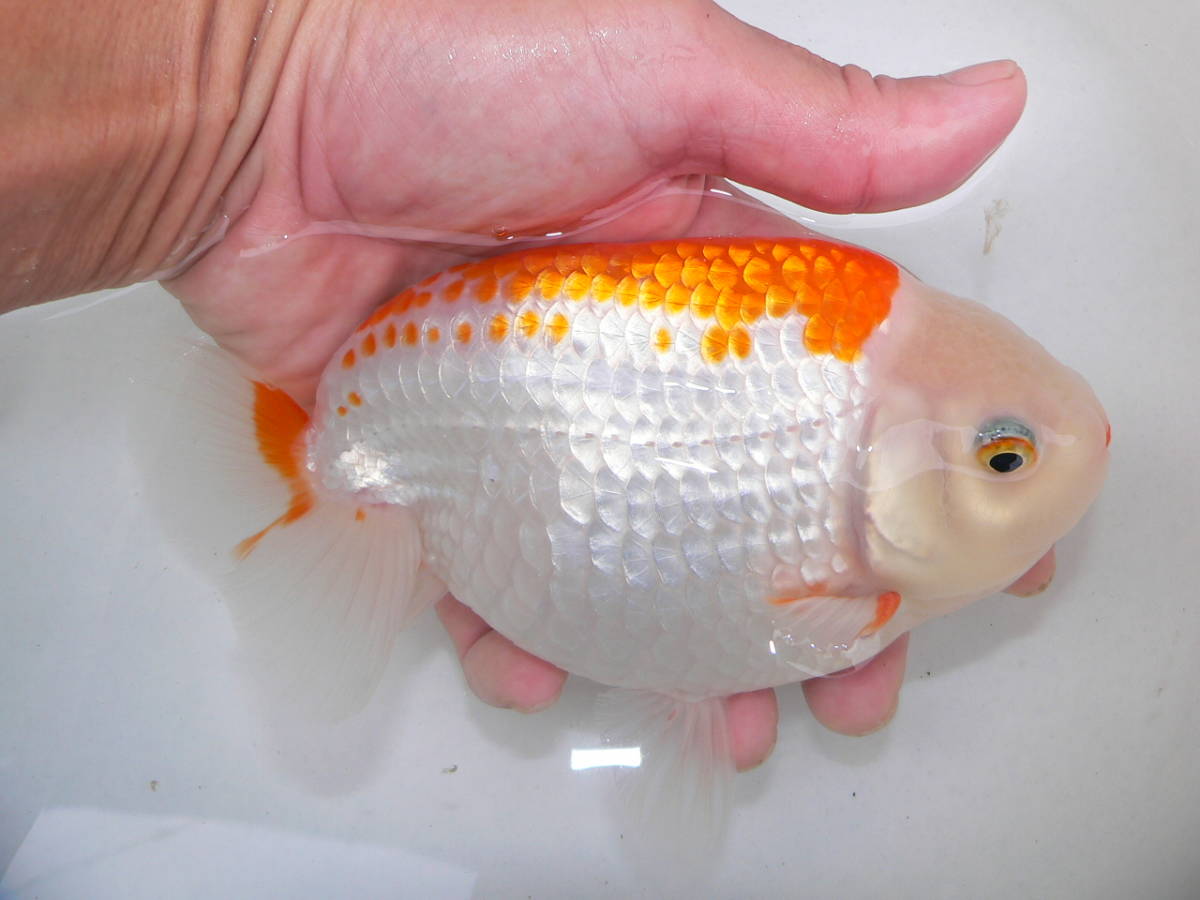 人気セール，お買い得 浜松らんちゅう 三歳魚 15cm 雄⑤(らんちゅう)｜売買されたオークション情報、yahooの商品情報をアーカイブ公開 - オークファン らんちゅう