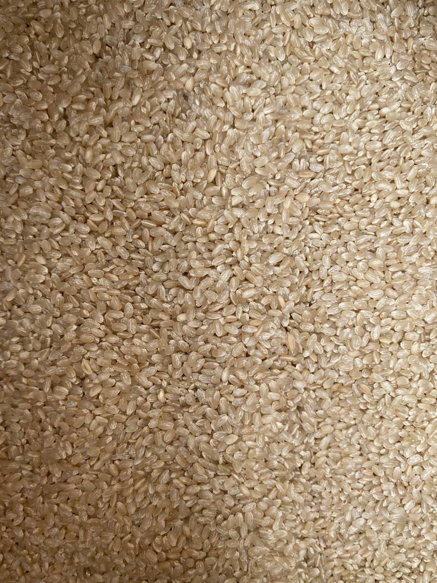 コシヒカリ | 茨城県産 令和7年産 玄米30kg（精米無料 精米 ☆茨城
