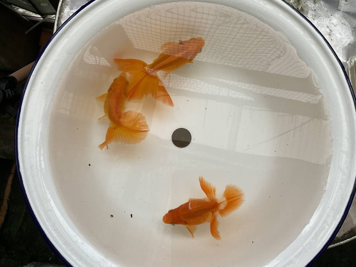 土佐錦 3歳魚　3尾　約10〜12cm(‘22 No.23)