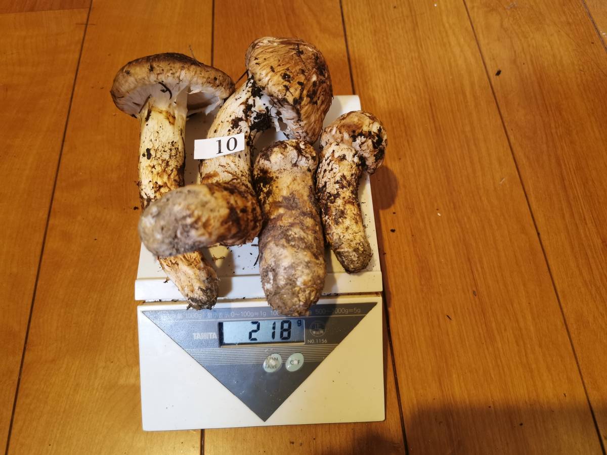 きのこ まつたけ | 信州産「天然松茸」（約600g⁄6～22本） 松茸 クール 