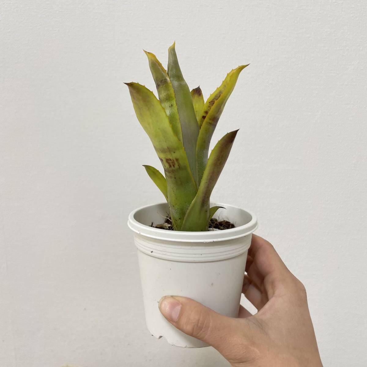  Pof Aechmea brassicoidesエクメア ブラッシコイデス(アナナス)｜売買されたオークション情報、yahooの商品情報をアーカイブ公開 - オークファン アナナス