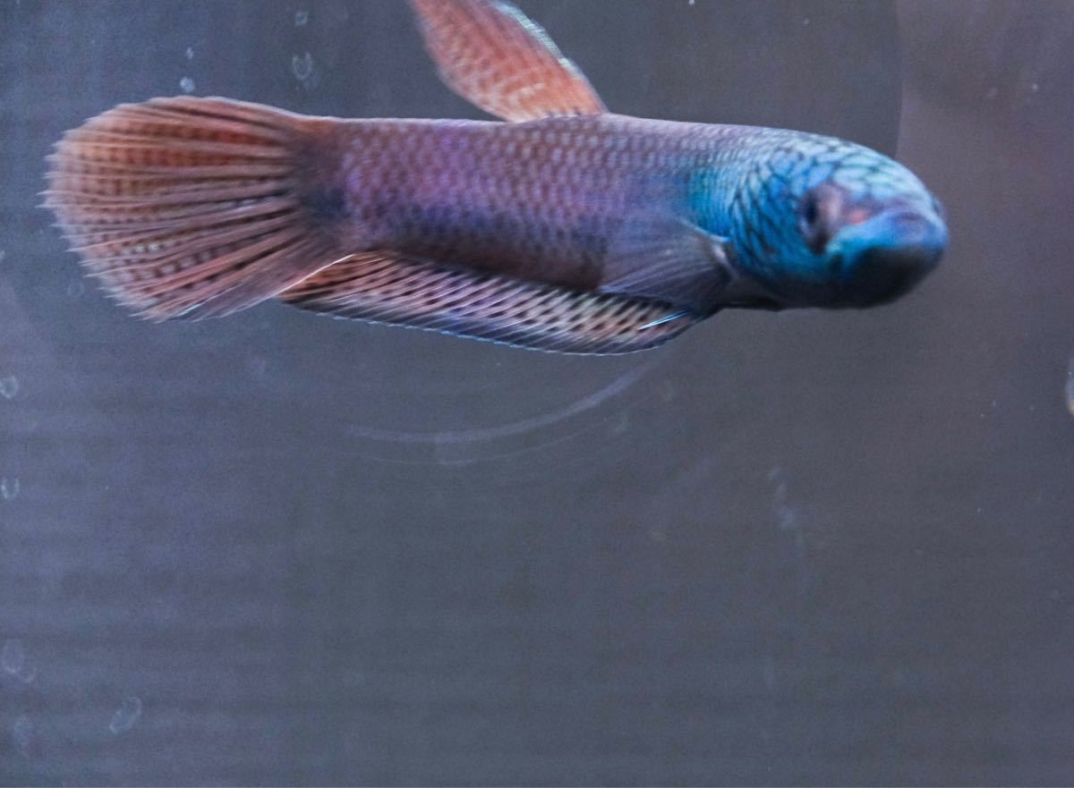 ワイルドベタ アントゥタ betta sp. Antuta ペア(ベタ)｜売買された