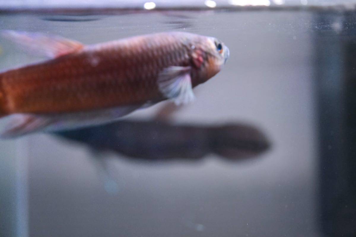 ワイルドベタ　アントゥタ　ペア（お値下げしました） アントゥタ type T 11～12cm若魚 ペア リクエスト | ベタ、メダカの