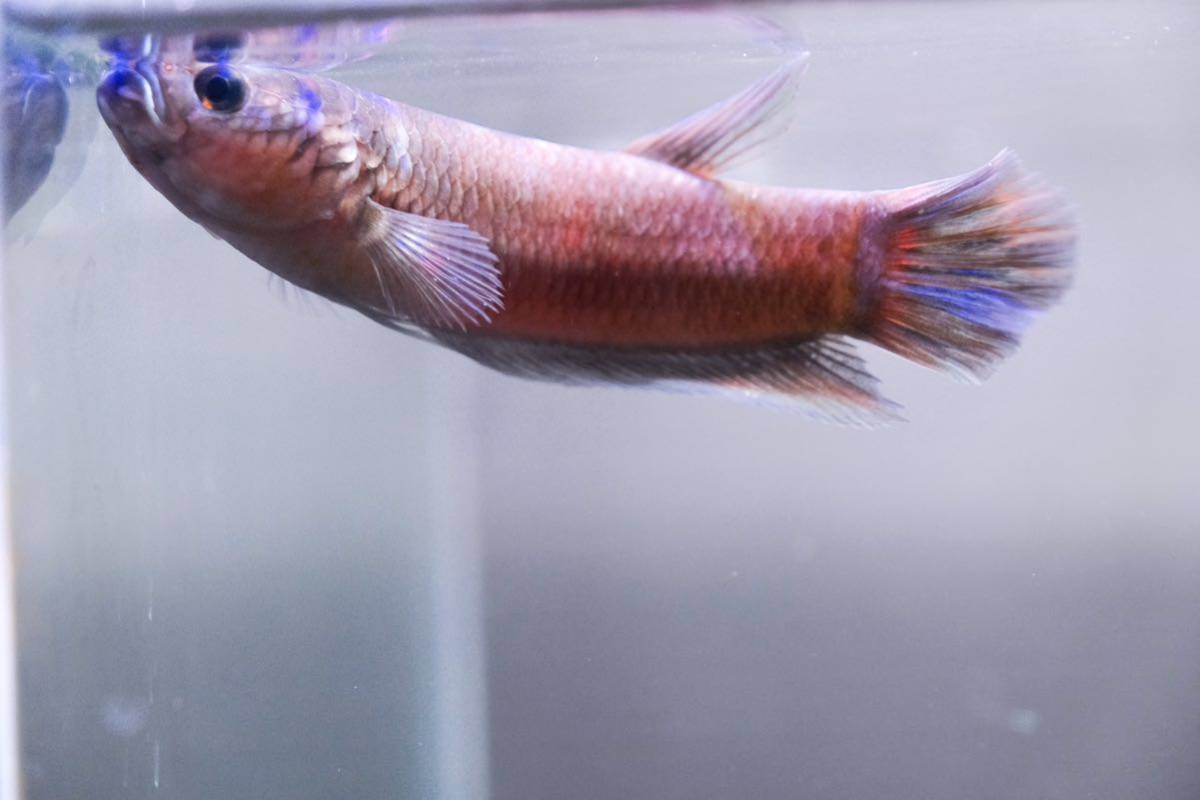 ワイルドベタ アントゥタ betta sp. Antuta ペア(ベタ)｜売買された