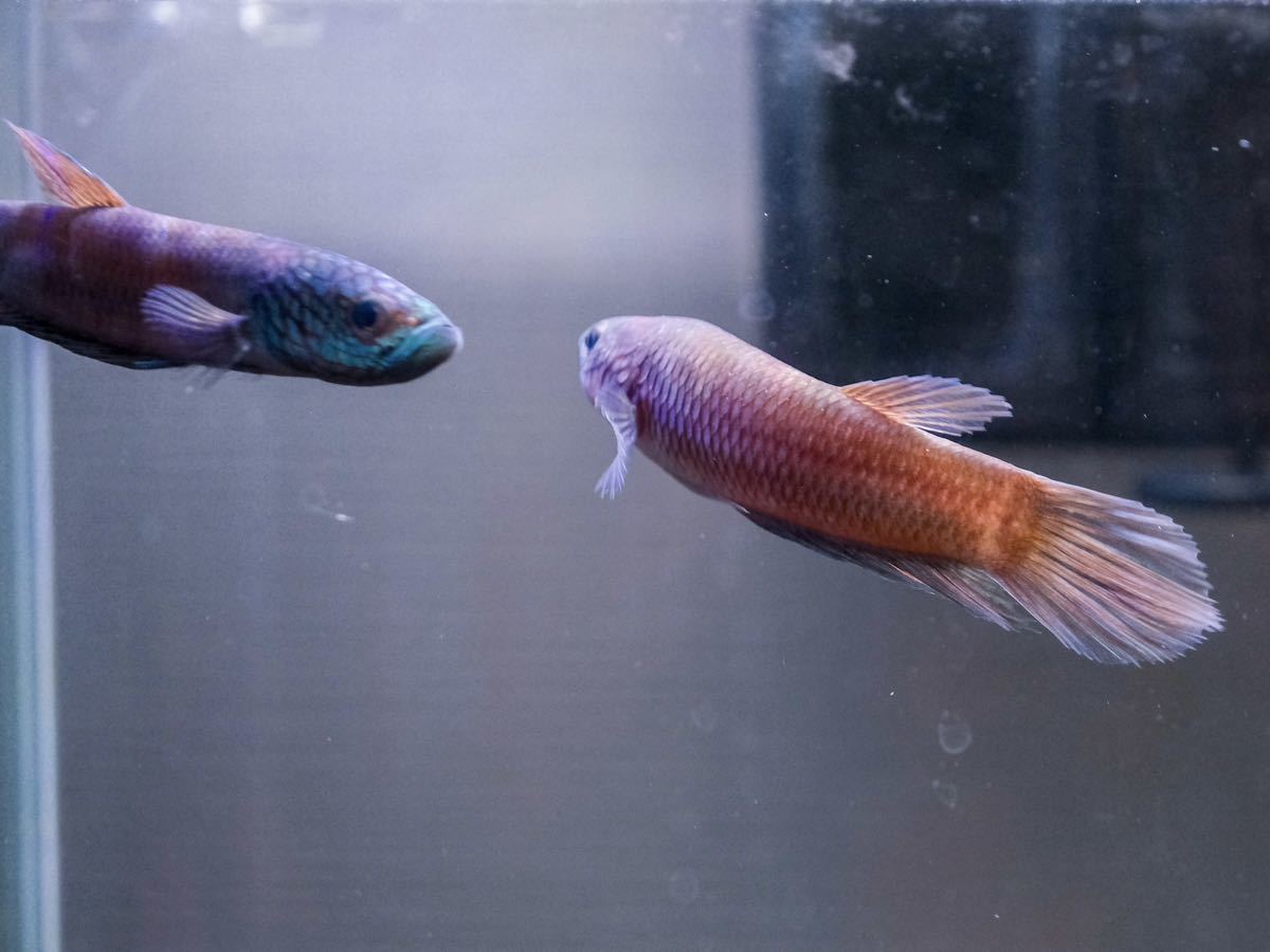 ワイルドベタ アントゥタ betta sp. Antuta ペア(ベタ)｜売買された