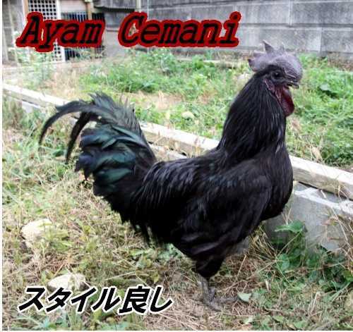 人気，安い アヤム セマニ Ayam Cemani 有精卵10個(卵)｜売買されたオークション情報、yahooの商品情報をアーカイブ公開 - オークファン 卵