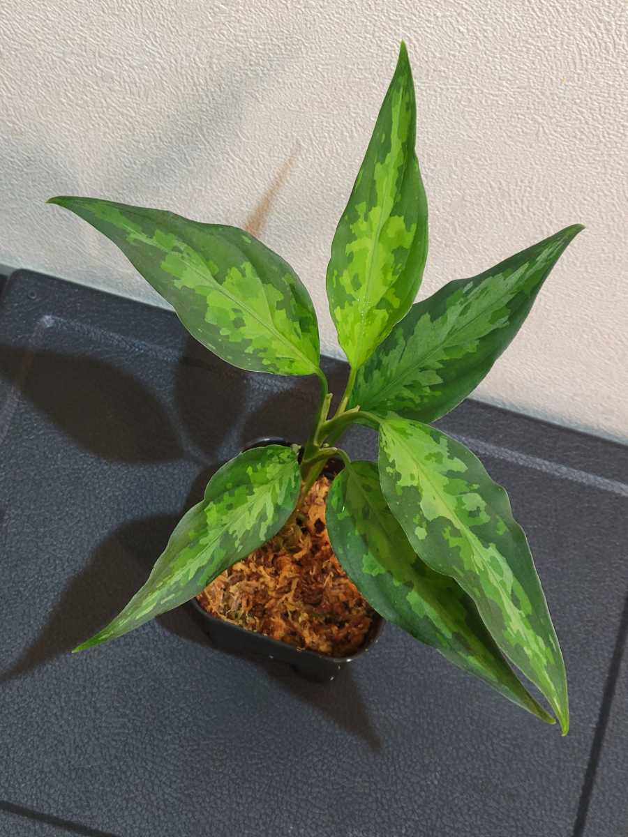 plants260513d90_1_43743688-a673-40bd-bb7e-ce64b75f199d