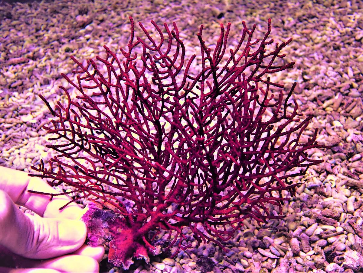 セール，品質保証 Coral Sea Japan ヤギ レッド 左H(海水魚)｜売買されたオークション情報、yahooの商品情報をアーカイブ公開 - オークファン 海水魚