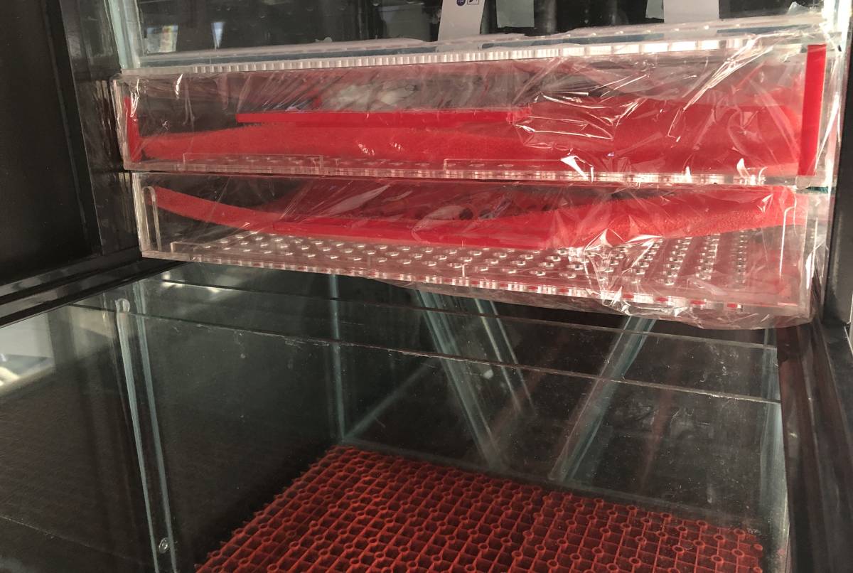 オーバーフロー水槽セット 1500*600*700 高透過ガラス 新品 大型魚