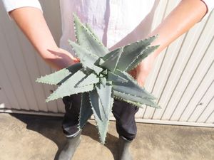 第一ネット アロエ 良苗抜き苗 カスティロニアエ 植物 観葉植物 インテリア 住まい 小物 Belvtor By