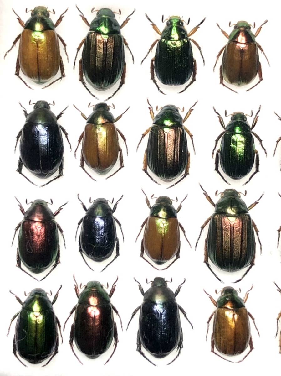 札幌発】北海道産 コガネムシ ドウガネブイブイ 昆虫標本 no.102(国産