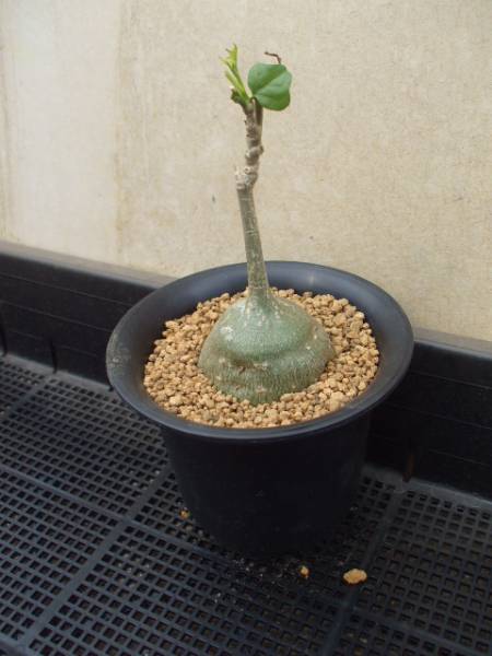 夏型塊根 ゲラルダンサス・マクロリザス 眠り布袋