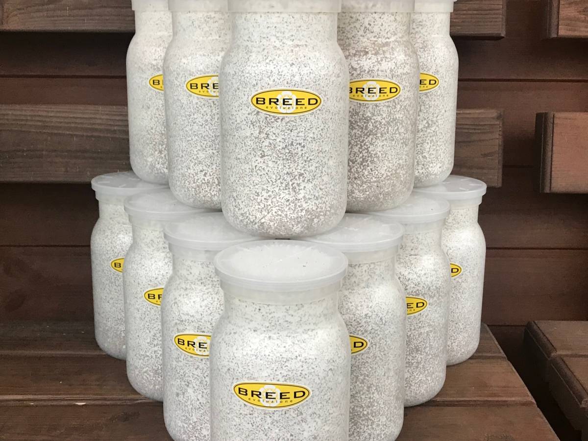 BREED　１１００菌糸ビン　２５本　Go様 BREED 1100菌糸ビン 25本 Go様 BREED 1100菌糸ビン 25本 Go様